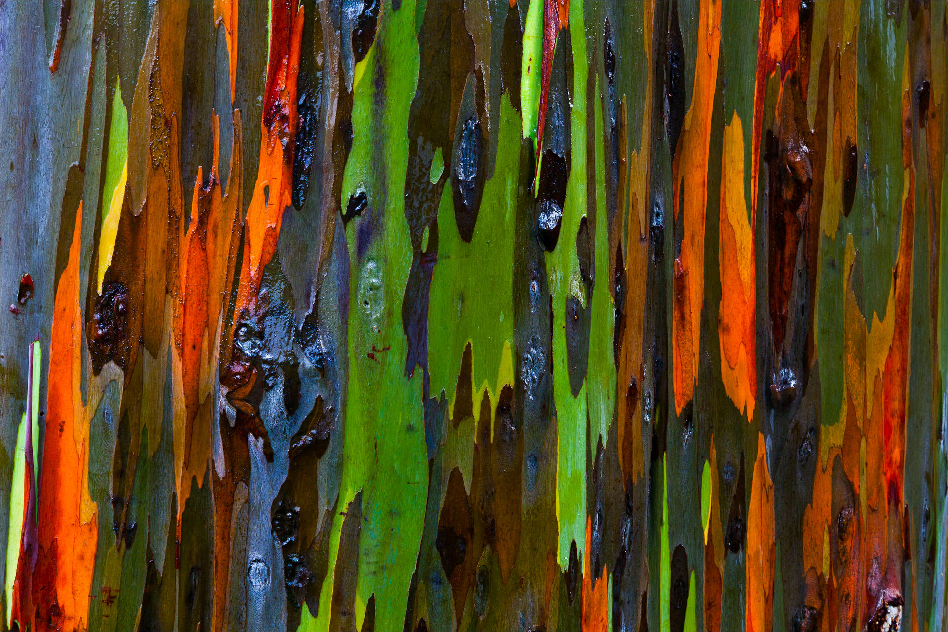 Rainbow in a Tree - Science Friday