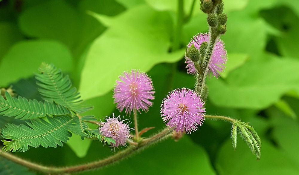 Can Plants Think? Science Friday