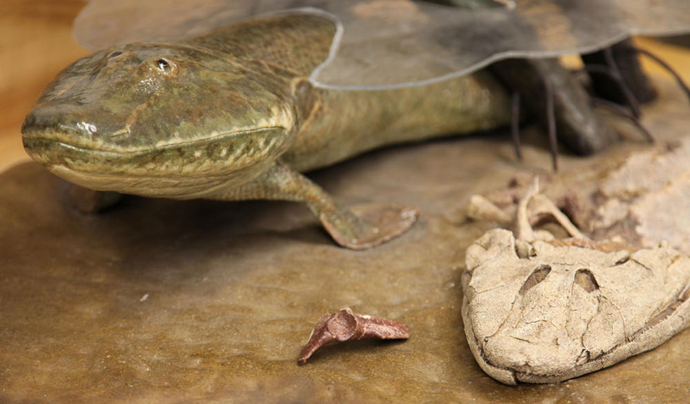 How Fins Gave Way to Feet Science Friday