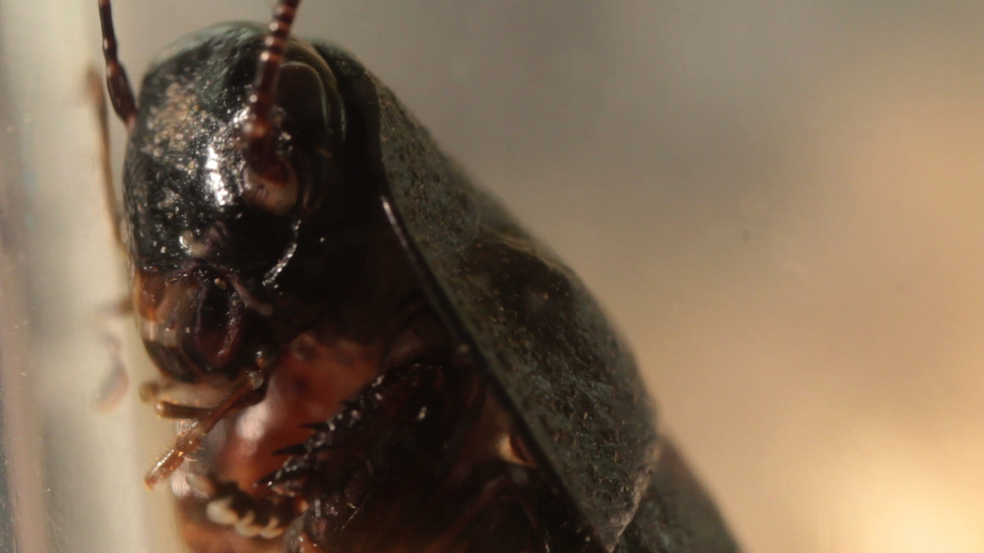 The Winter Roach New York City's Invasive Cold Tolerant Roaches