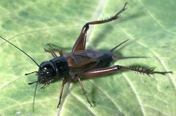 have a cricket tell you the temperature science friday