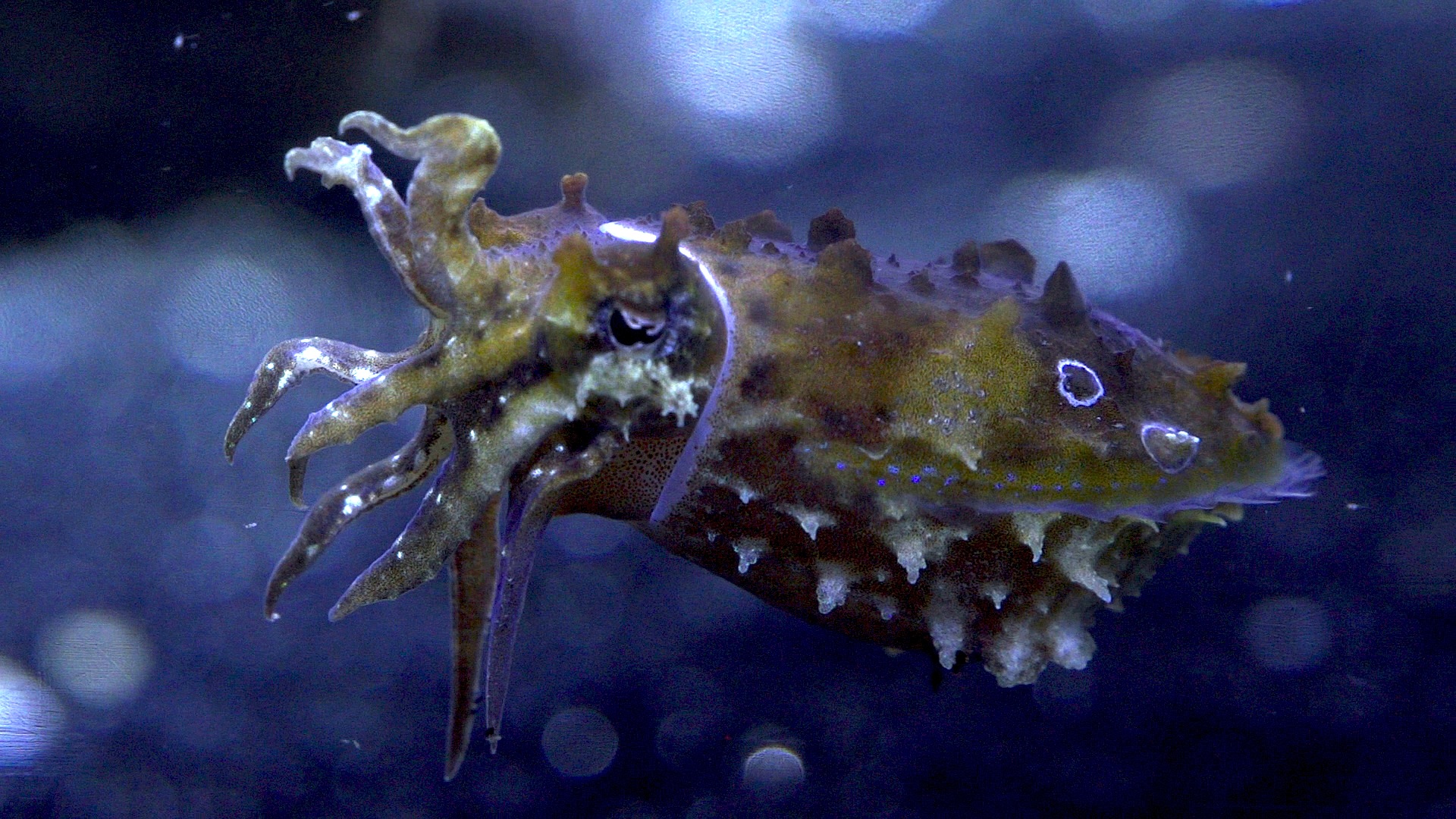 Caring for Cuttlefish - Science Friday