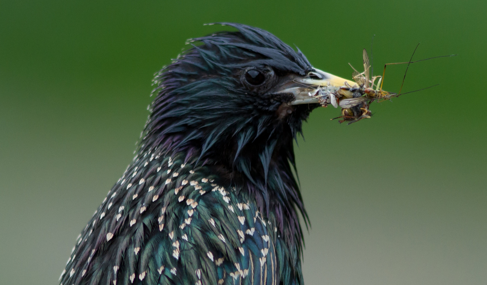 Concerns Rise Over Pesticide Use, Birds, and Bees Science Friday