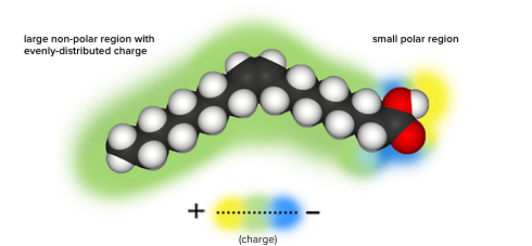 How do emulsifiers work?