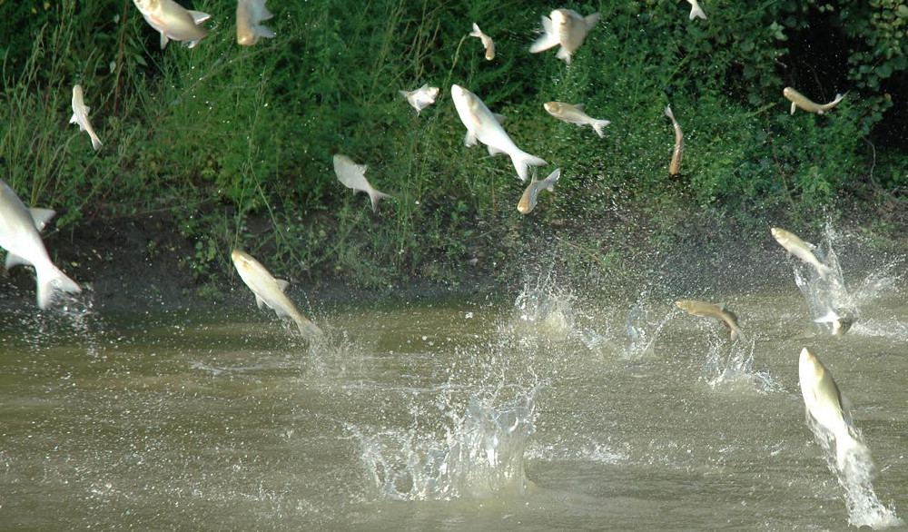 Environmental Detectives Use Genetic Tools to Track Invasives - Science ...