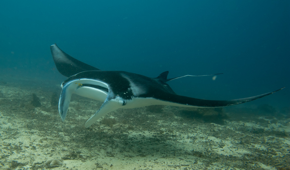 Making a Meal From a Mouthful of Seawater Science Friday