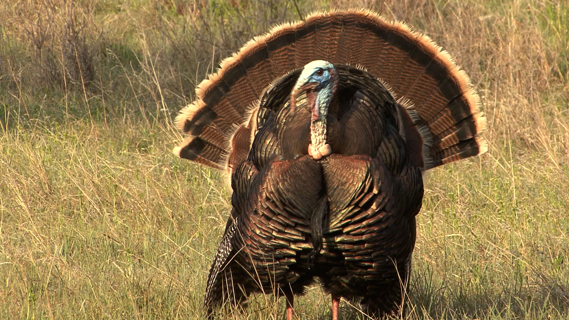 'Hot' for Turkey Science Friday