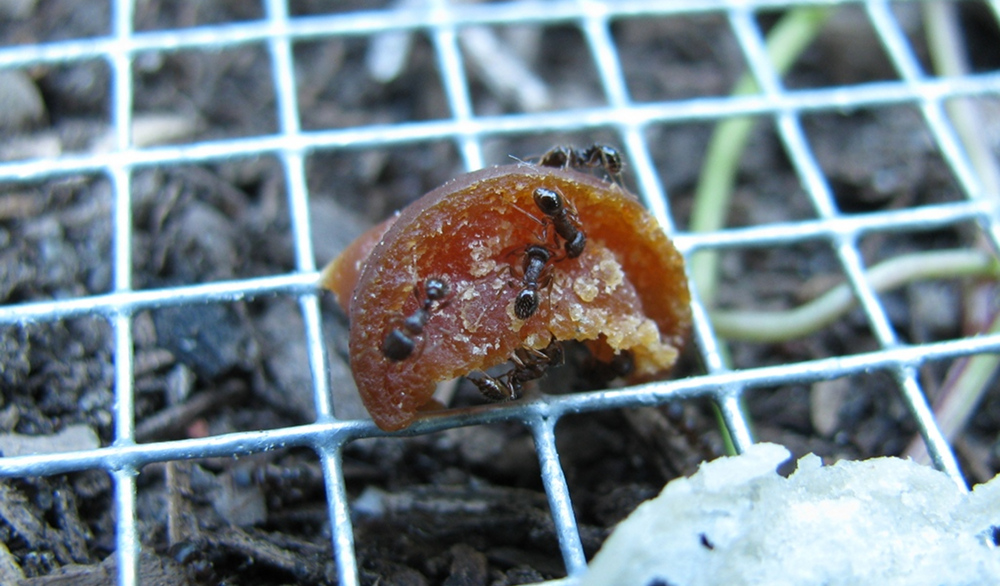 Near City Streets, an Insect Cleaning Crew - Science Friday