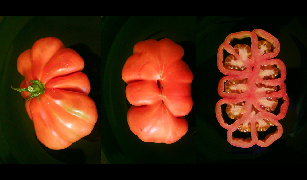 beefsteak tomato 