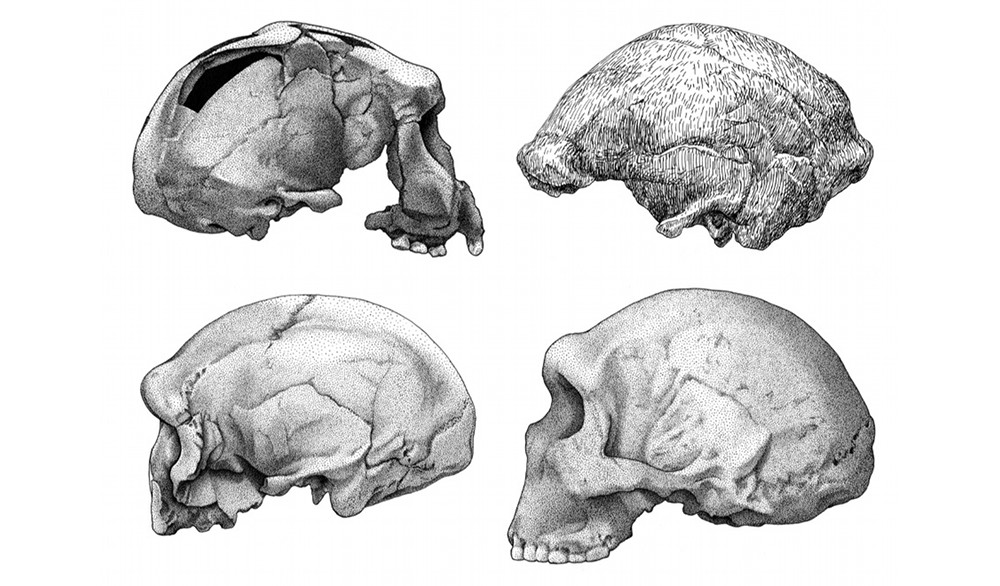 The Peculiarity of Homo Sapiens - Science Friday