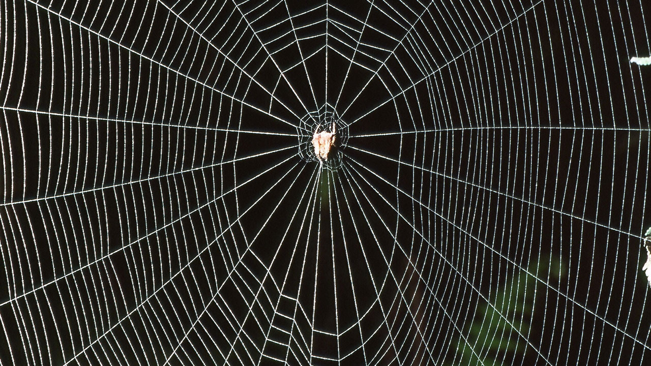 Why Don't Spiders Get Stuck In Their s? Science Friday