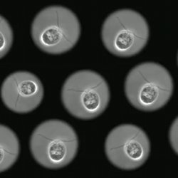 Microorganisms on the Move - Science Friday