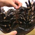 Brine Shrimp Getting To Know A Salt Water Arthropod Science Friday