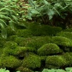 How to Cultivate Moss - Science Friday
