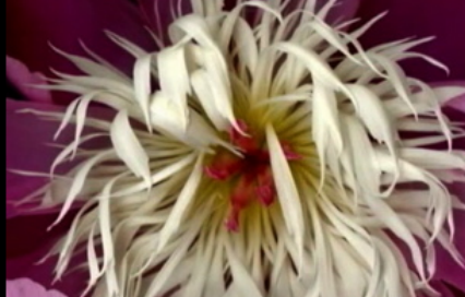 The Color Of Flowers - Science Friday
