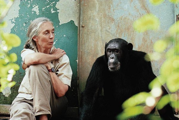 Jane Goodall with chimp