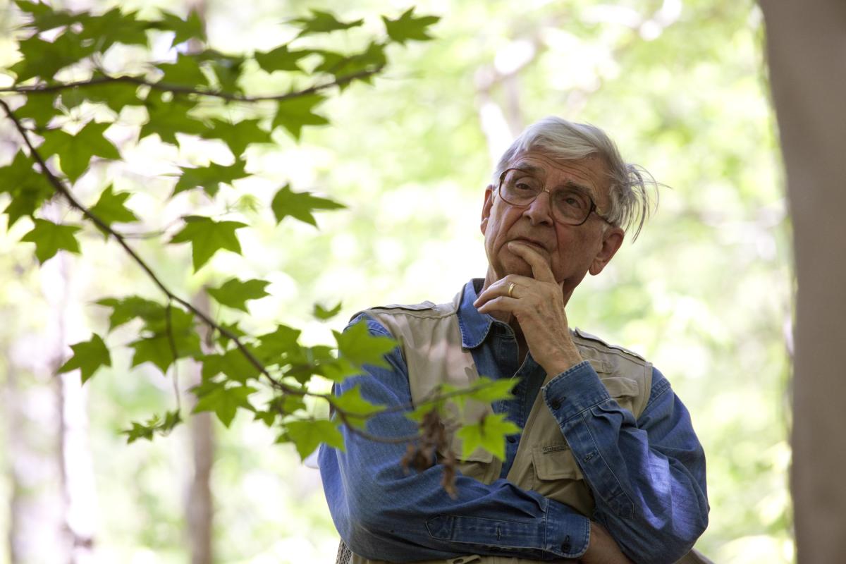 an old white man looking up at a tree