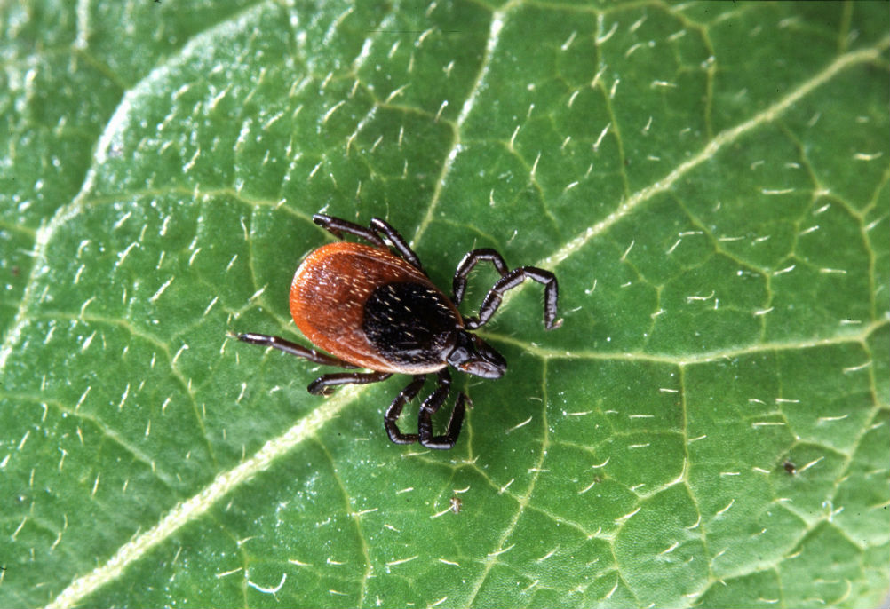 Tick Talk Lyme Disease Under The Microscope Science Friday