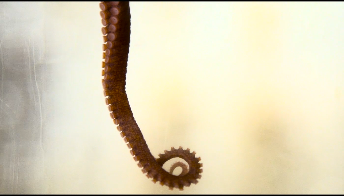 Cephalopod Week