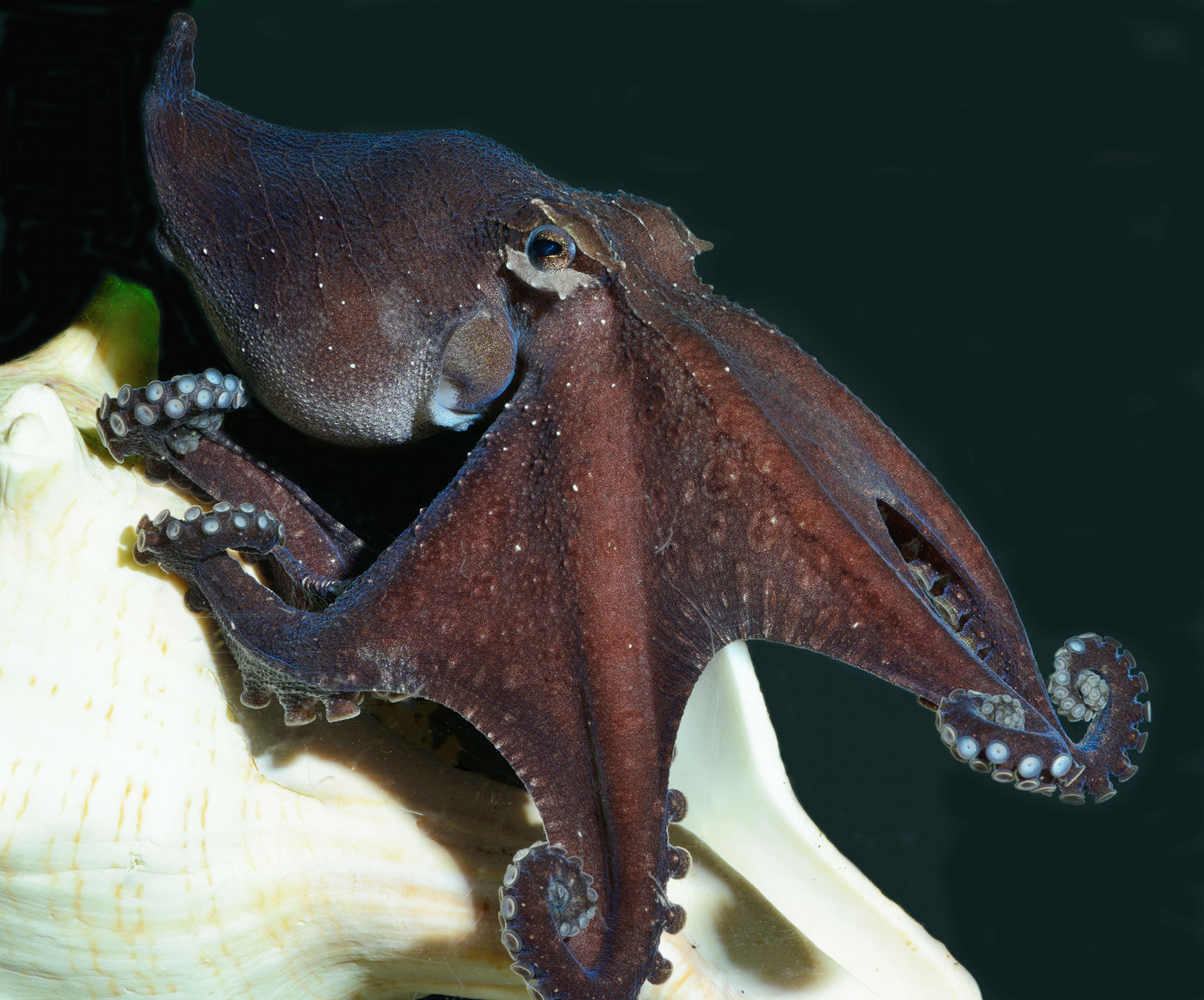 The Strangely Social Life of the Larger Pacific Striped Octopus