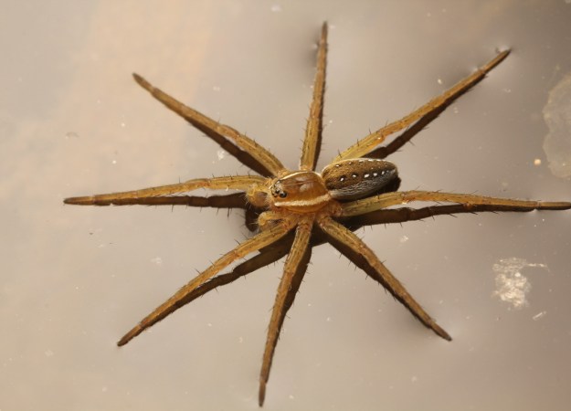 Spider Stories That'll Stick With You - Science Friday Spider Stories That'll Stick With You - Science Friday