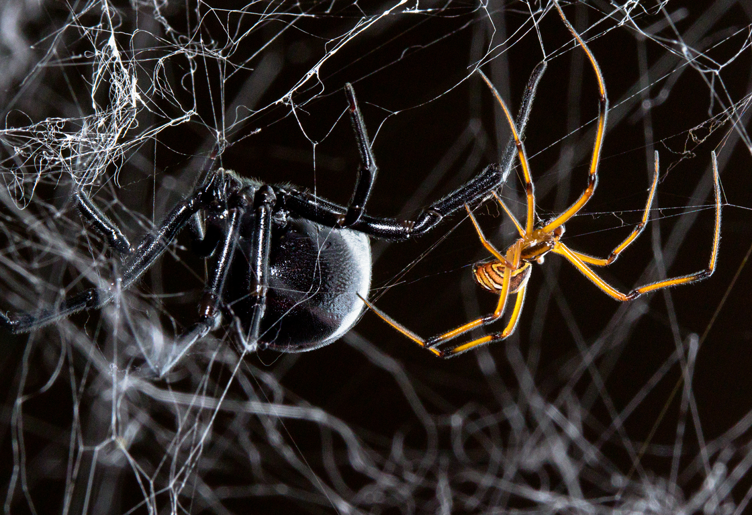 Spider Stories That'll Stick With You - Science Friday
