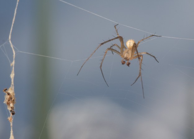 Spider Stories That'll Stick With You - Science Friday Spider Stories That'll Stick With You - Science Friday