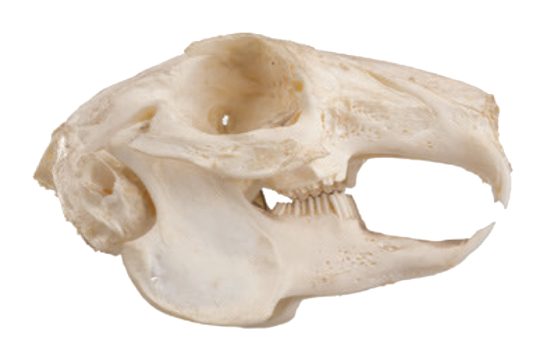 Cabinet of Curiosities' Excerpt: The Skulls and Teeth of Animalia