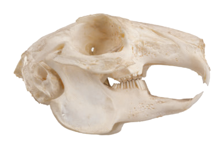 Rodent Skull Identification Chart