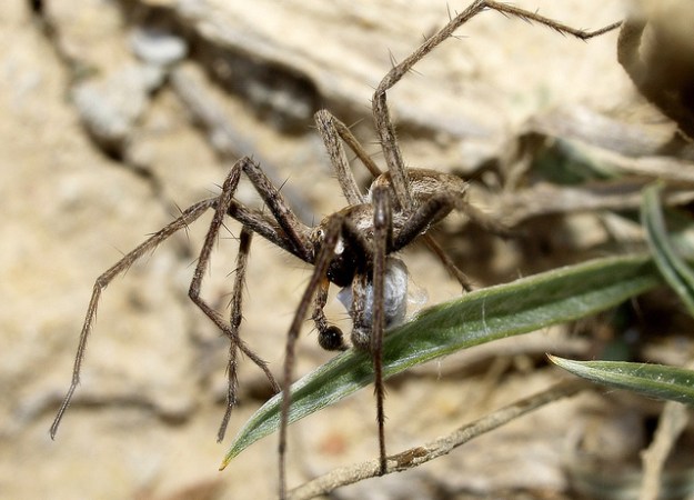Spider Stories That'll Stick With You - Science Friday Spider Stories That'll Stick With You - Science Friday