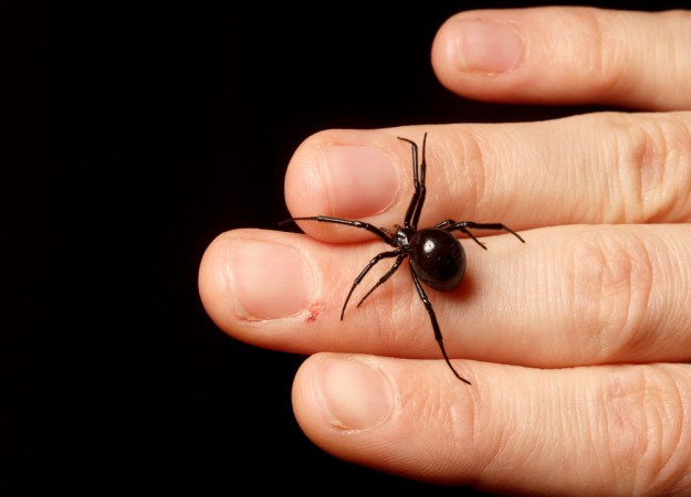 Spider Stories That'll Stick With You - Science Friday