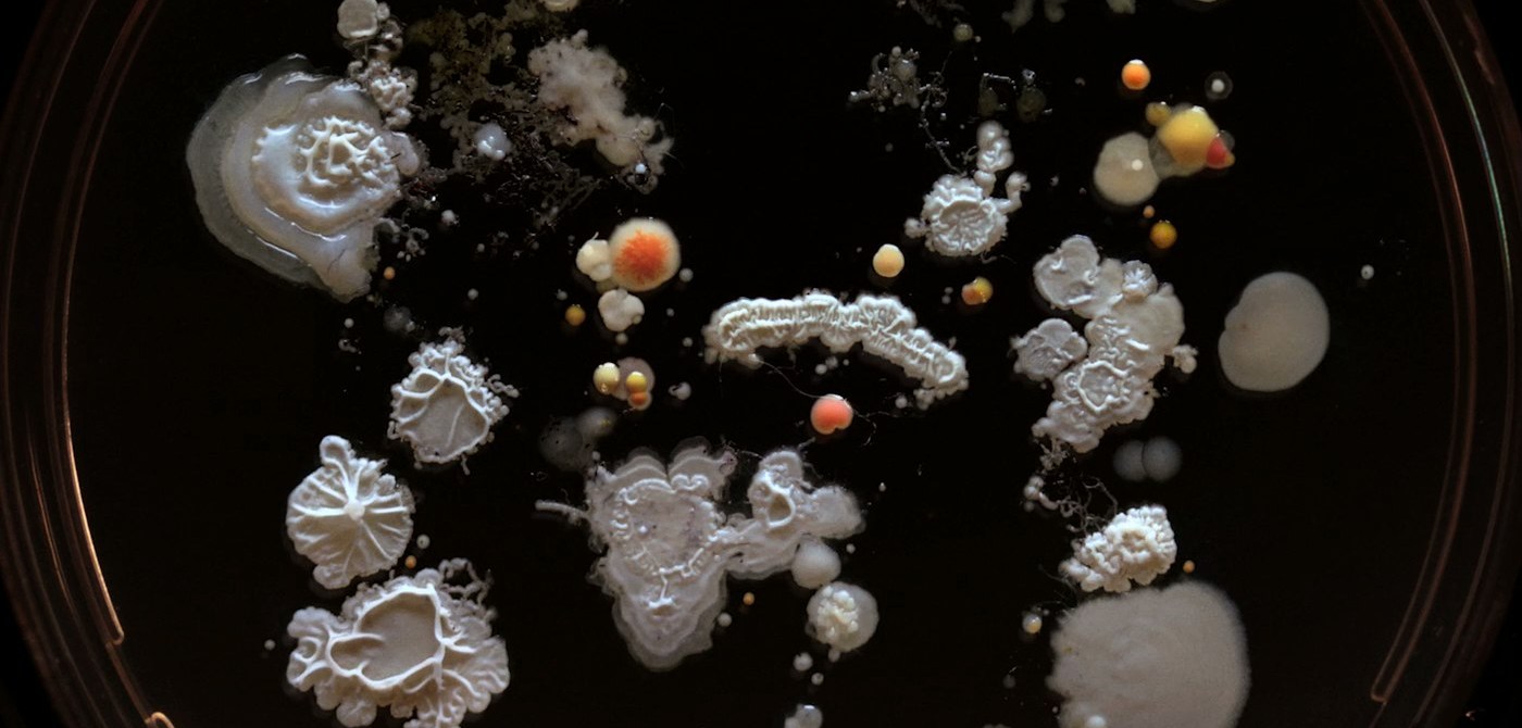 microbiome