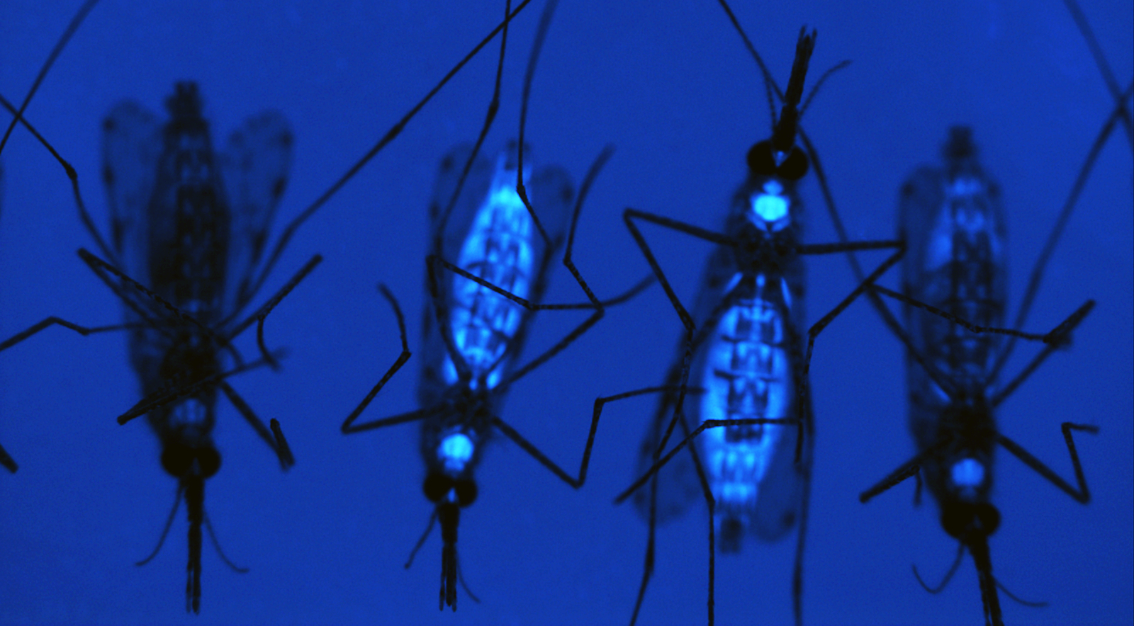 Could Engineered Insects Squash MosquitoBorne Disease