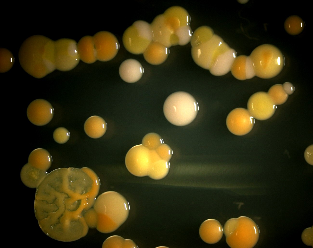 Microscope Cheese Rind The Bacteria Behind Your Favorite Blues, Bries, and More - Science Friday