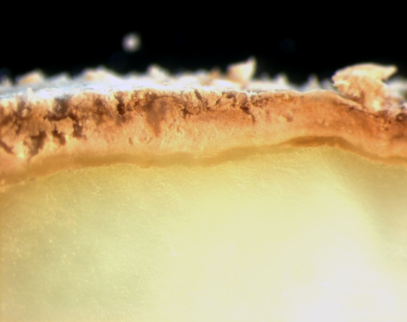 The Bacteria Behind Your Favorite Blues, Bries, and More - Science Friday