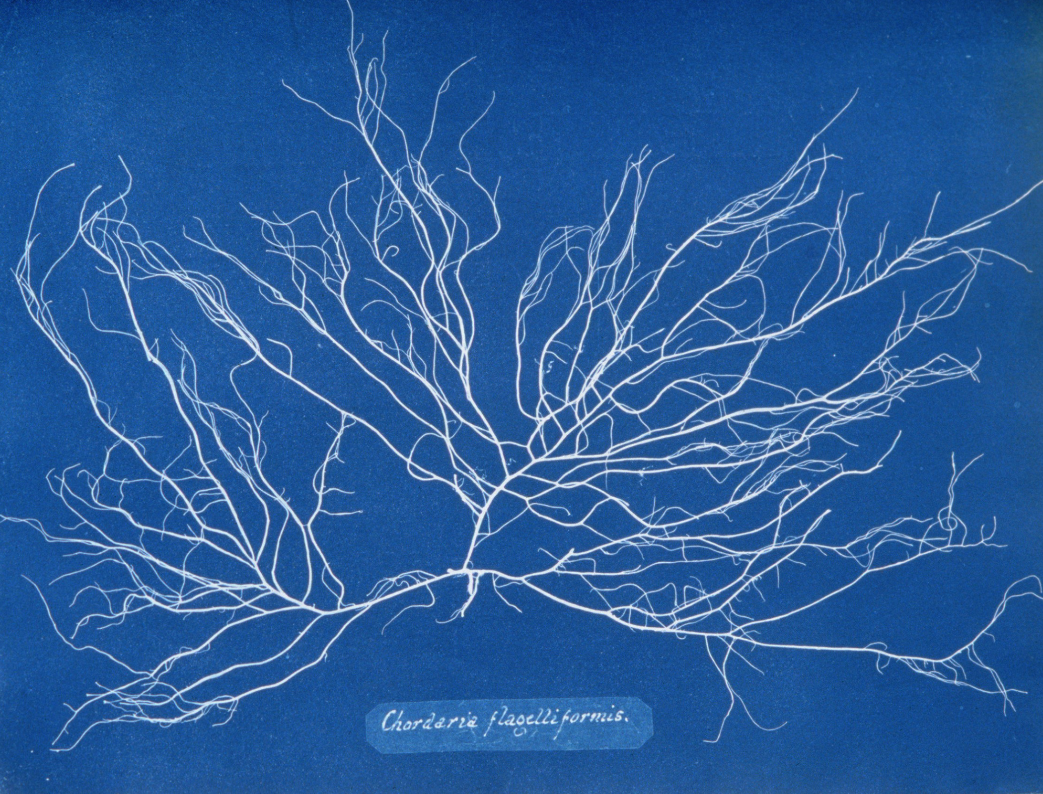 Cyanotype Tutorial — Blue Ridge Botanic