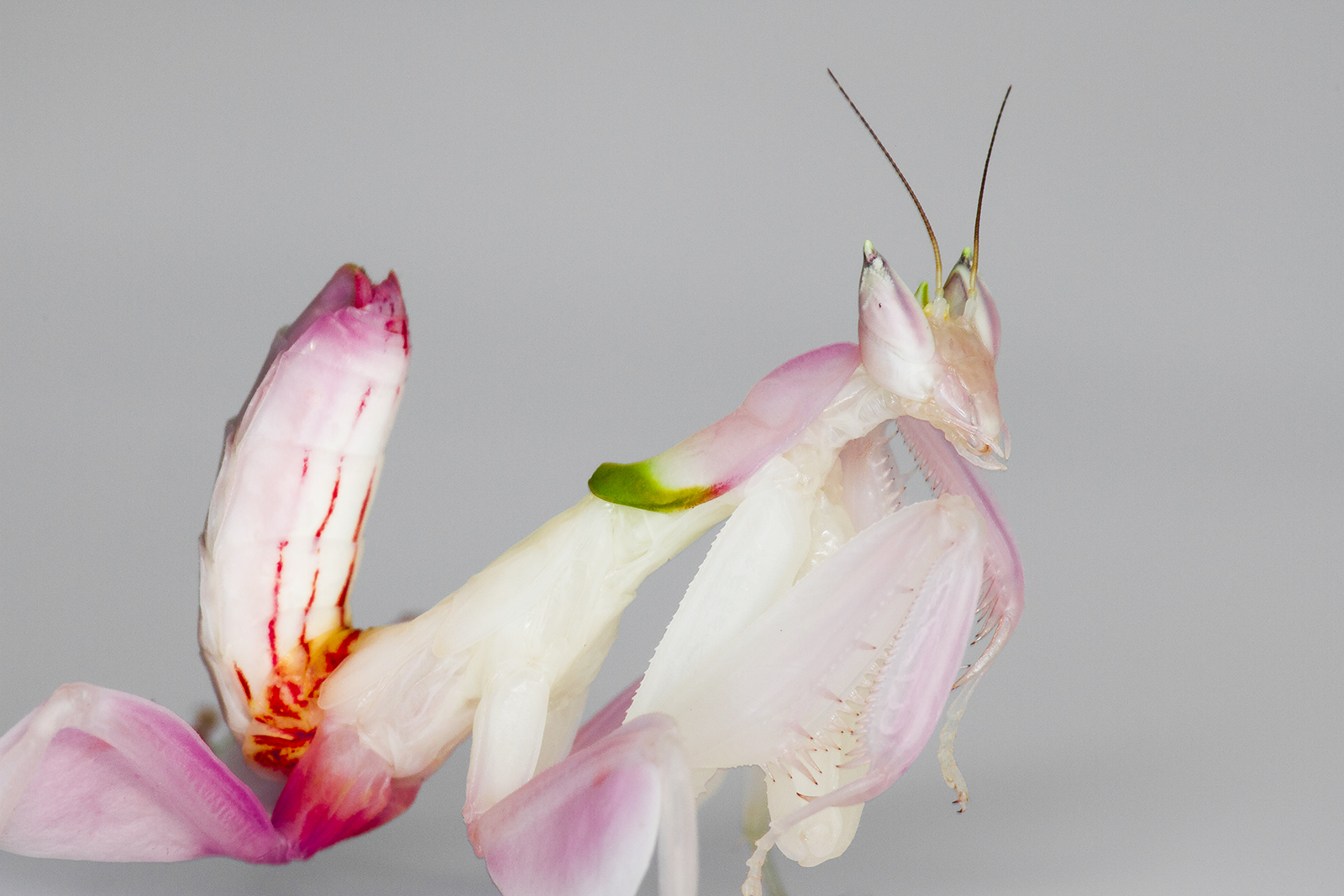 Unraveling The Orchid Mantis Mystery