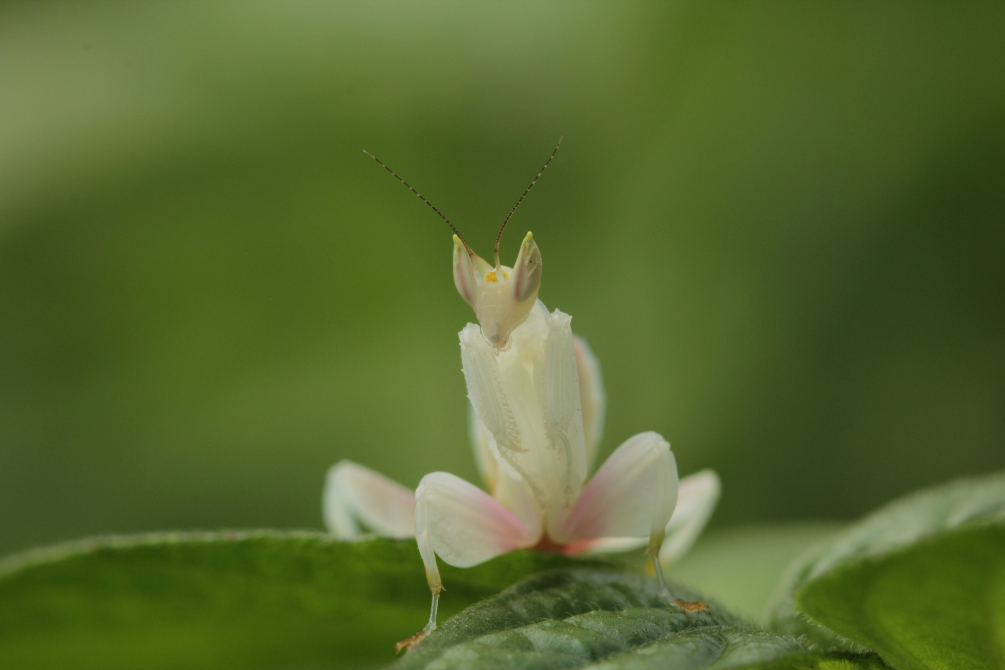 unraveling the orchid mantis mystery
