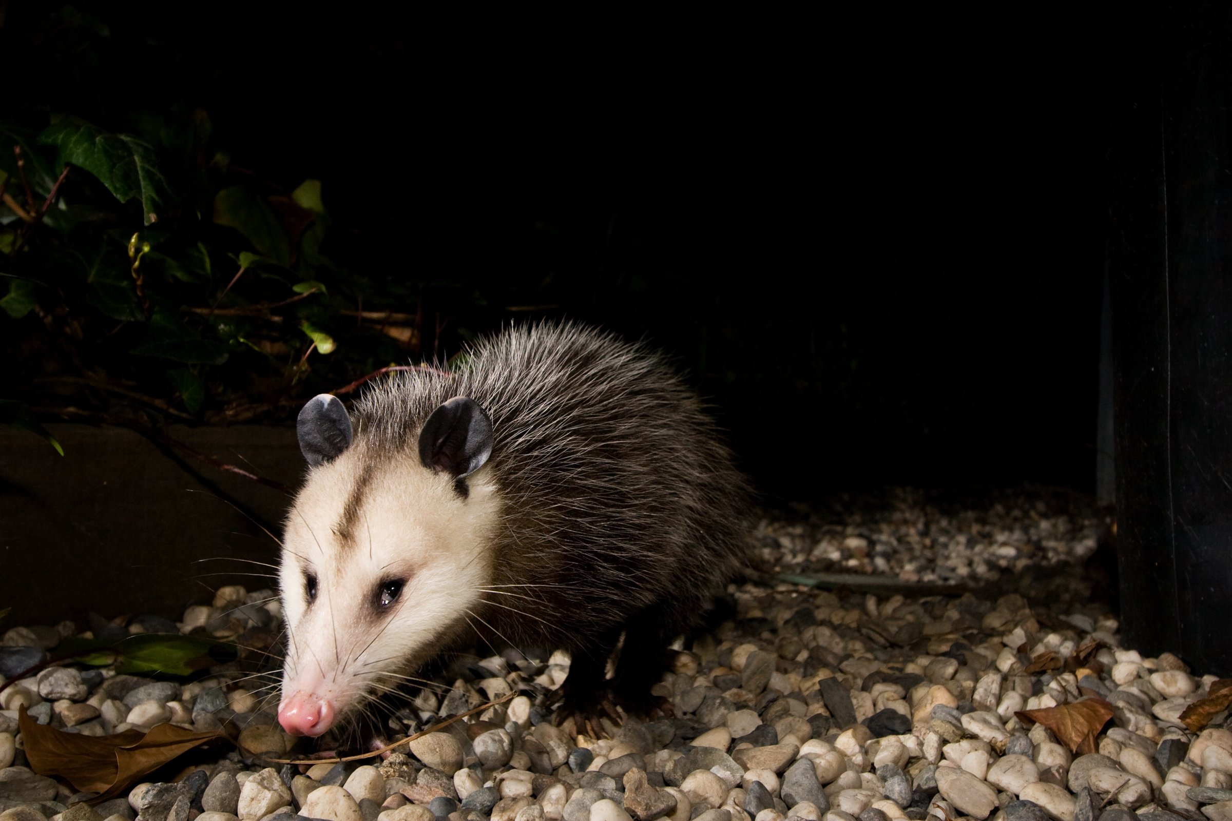 A Candid Camera For Wildlife Science Friday