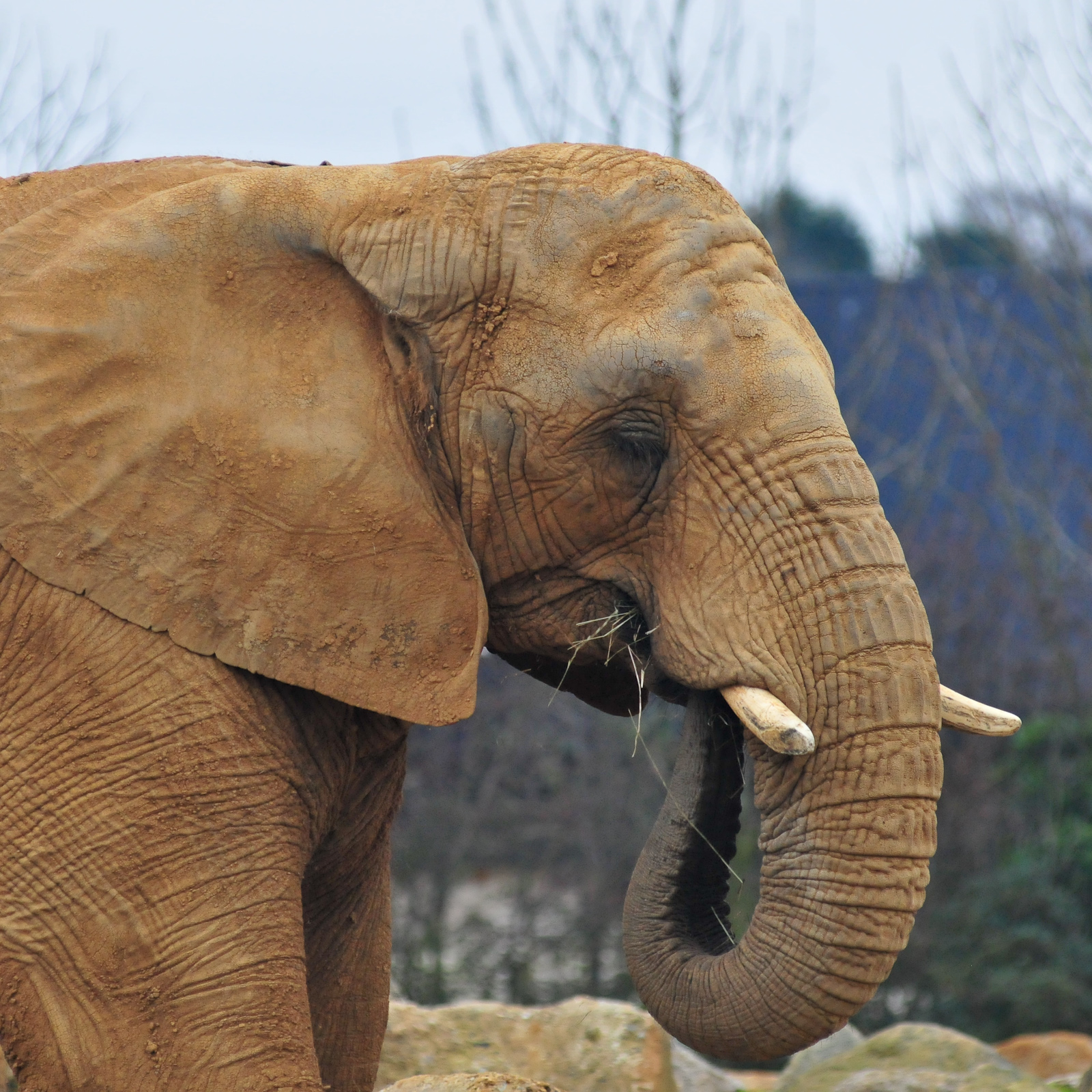 Inside the Minds of Zoo Animals - Science Friday