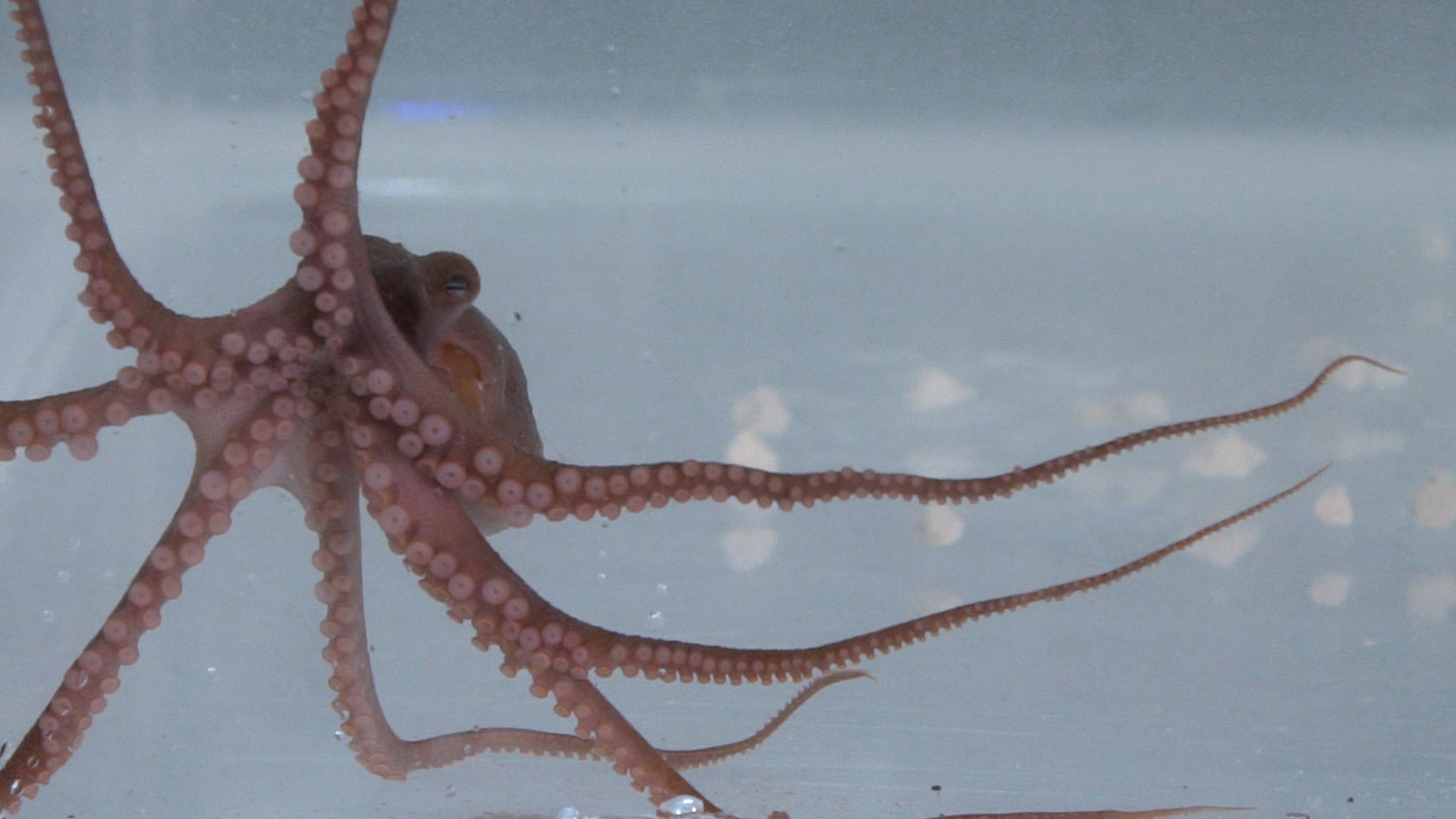 I, Octopus Science Friday