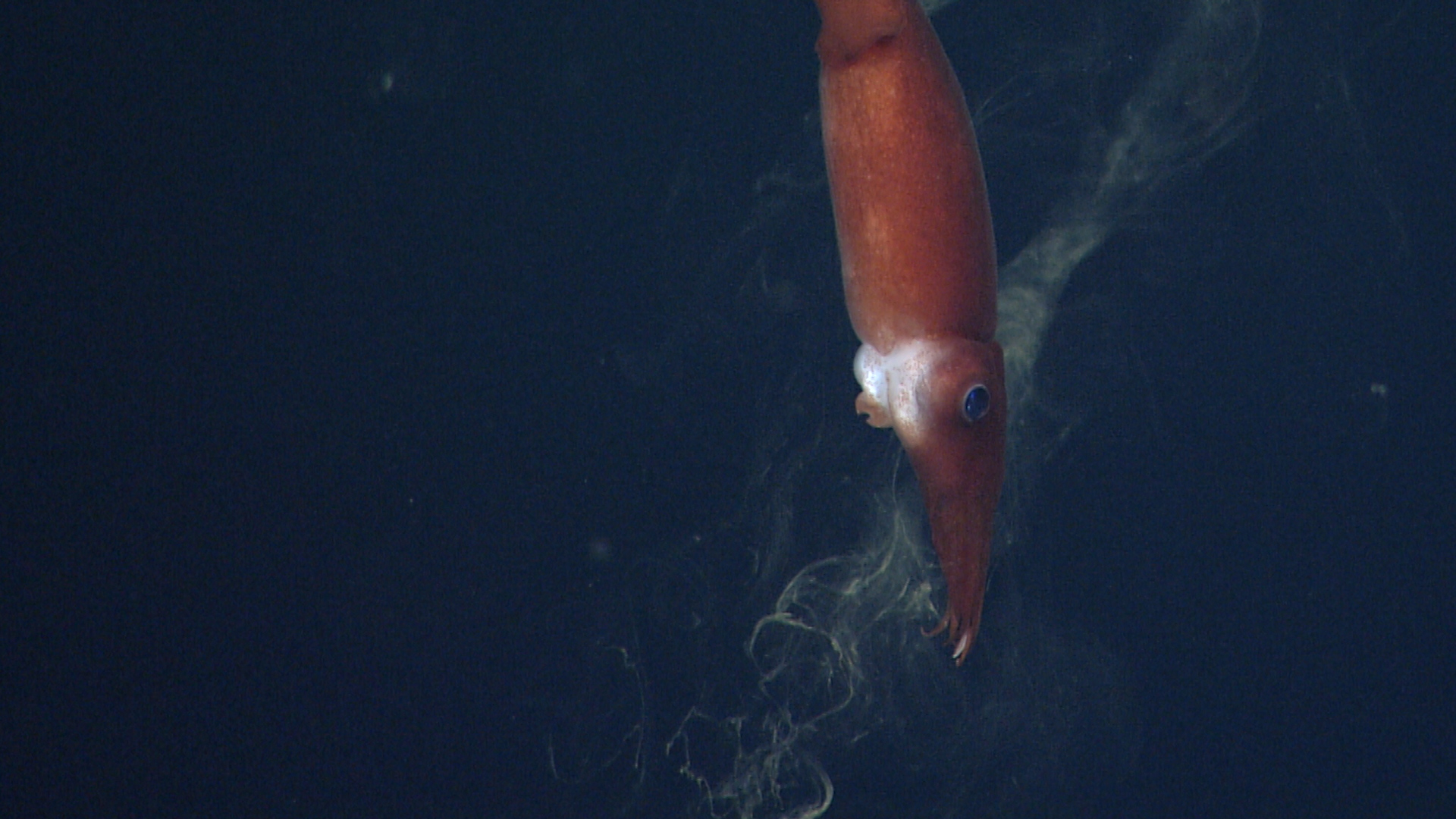Squid Spraying Ink