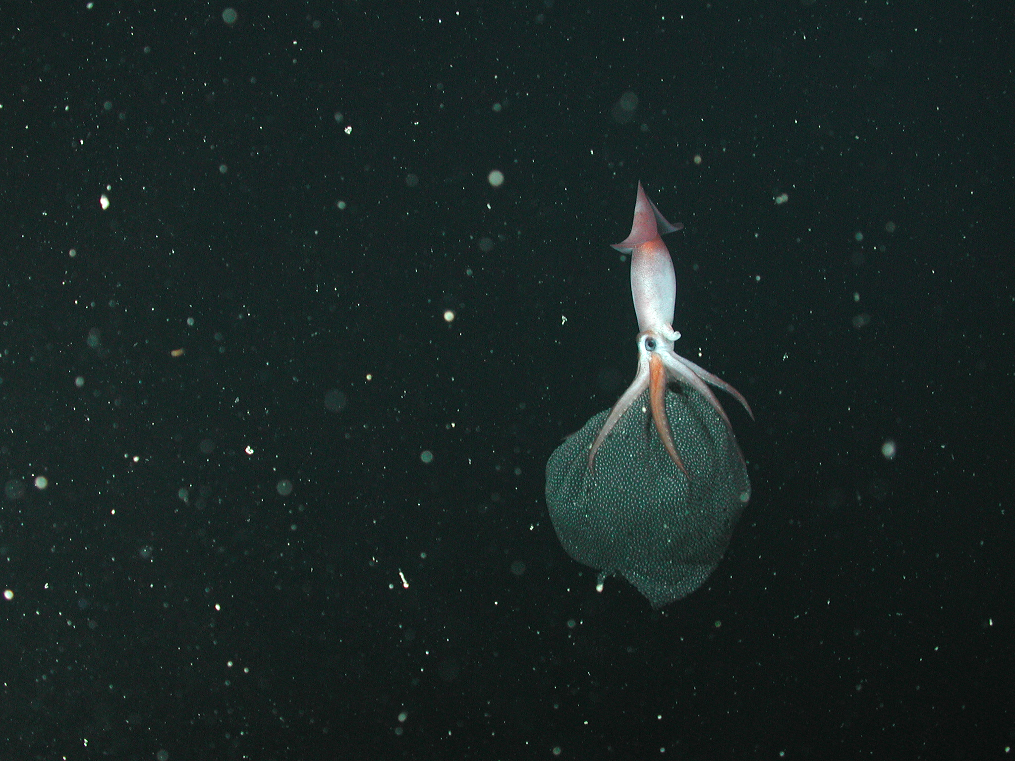 a squid in the deep dark ocean with a large black blob of eggs beneath its tentacles