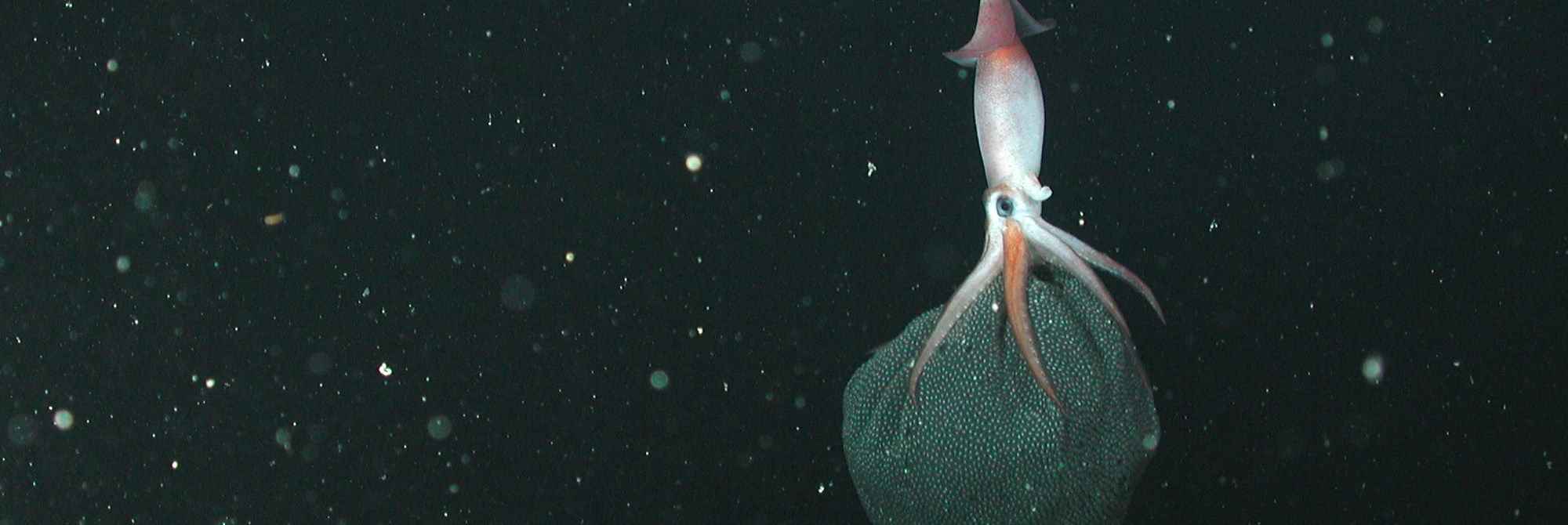 a squid in the deep dark ocean with a large black blob of eggs beneath its tentacles