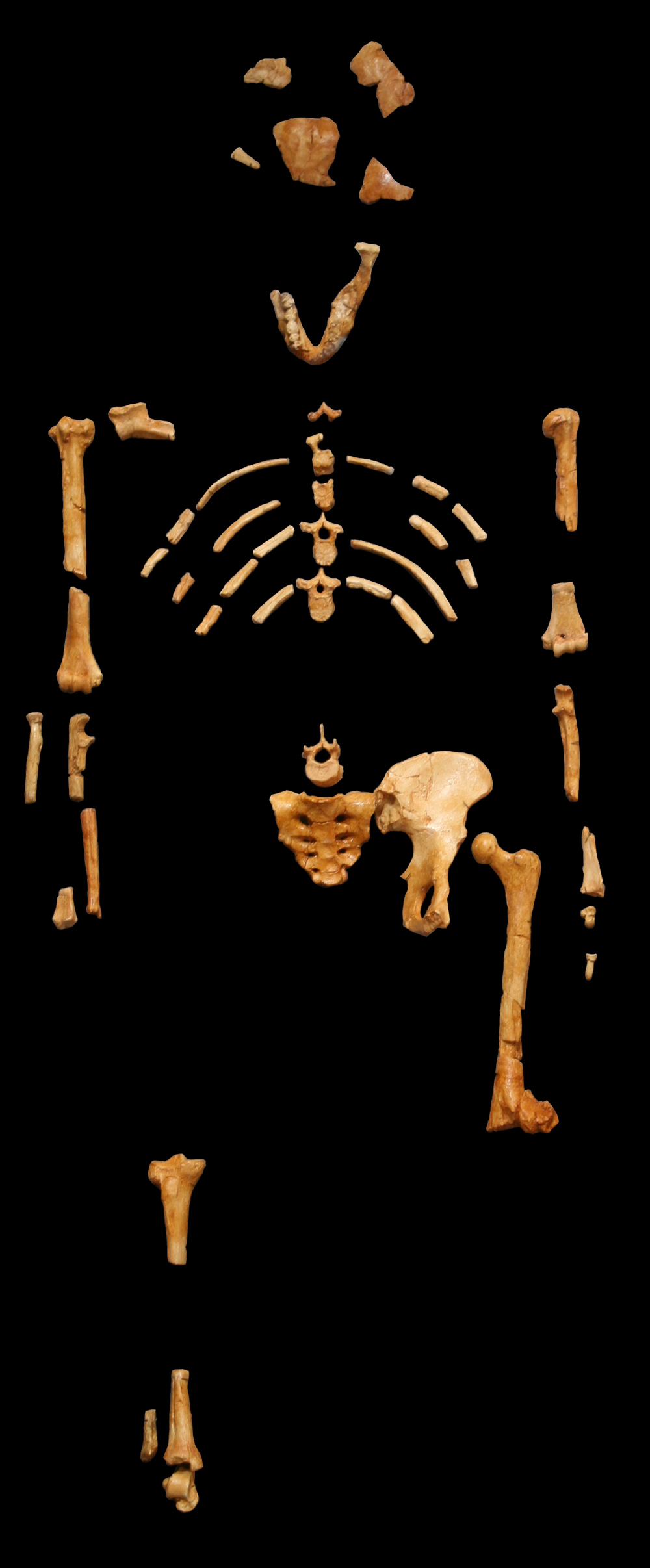 Lucy s bones science friday
