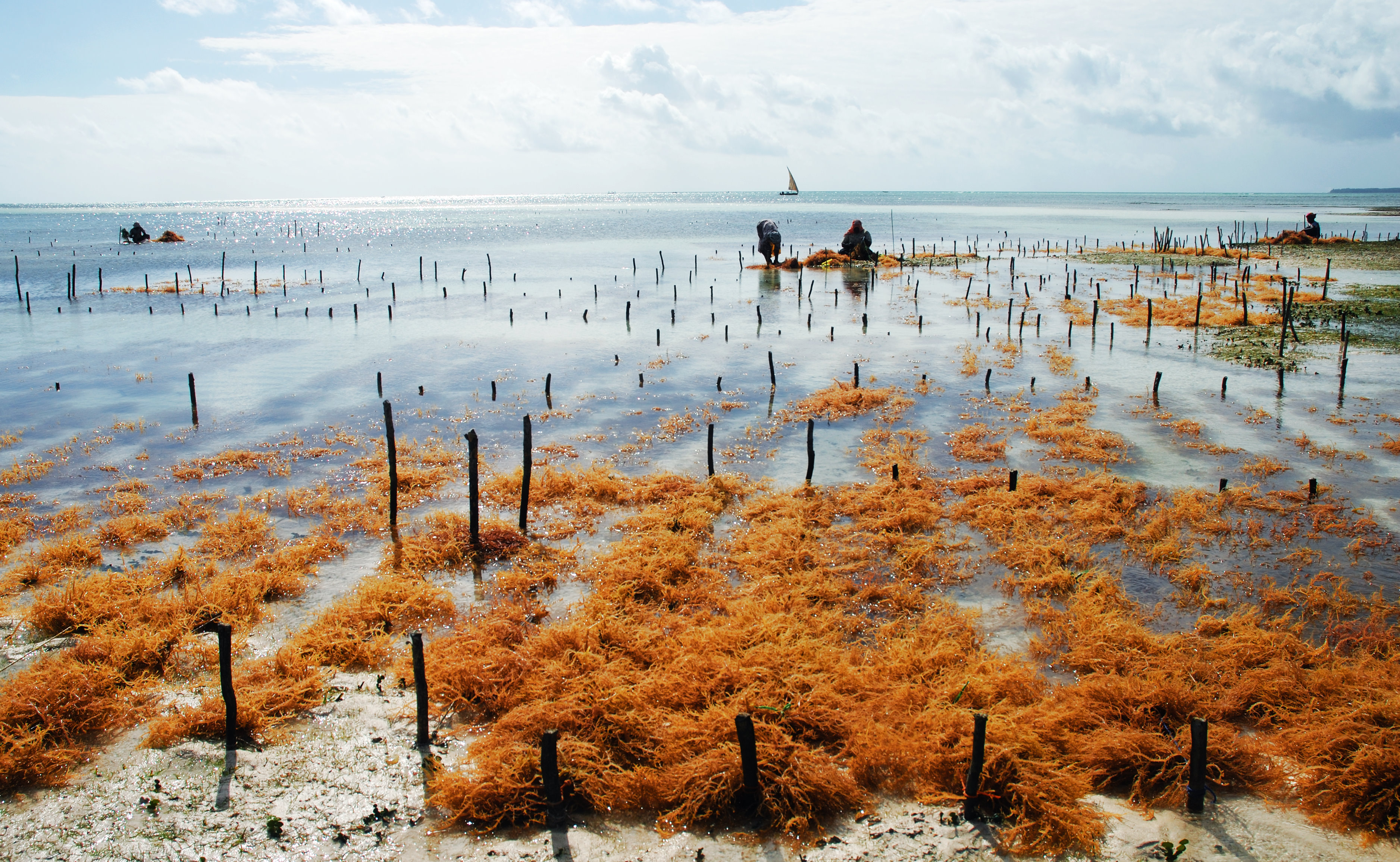 Is a Seaweed Boom a Boon? Science Friday