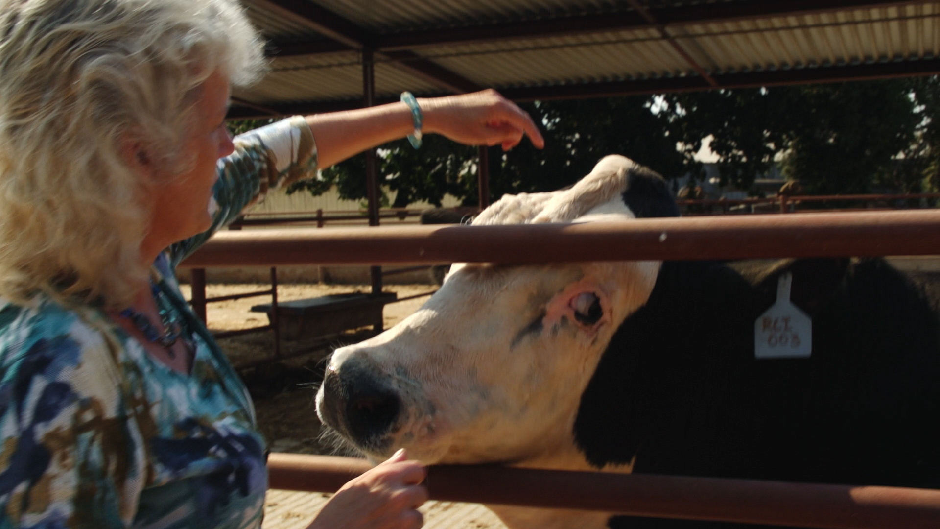 Scientists Develop a Hornless Cow Through Gene Editing Science Friday