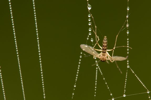 Investigating Community Food Webs The Ecological Importance Of Investigating Community Food Webs The Ecological Importance Of Spiders