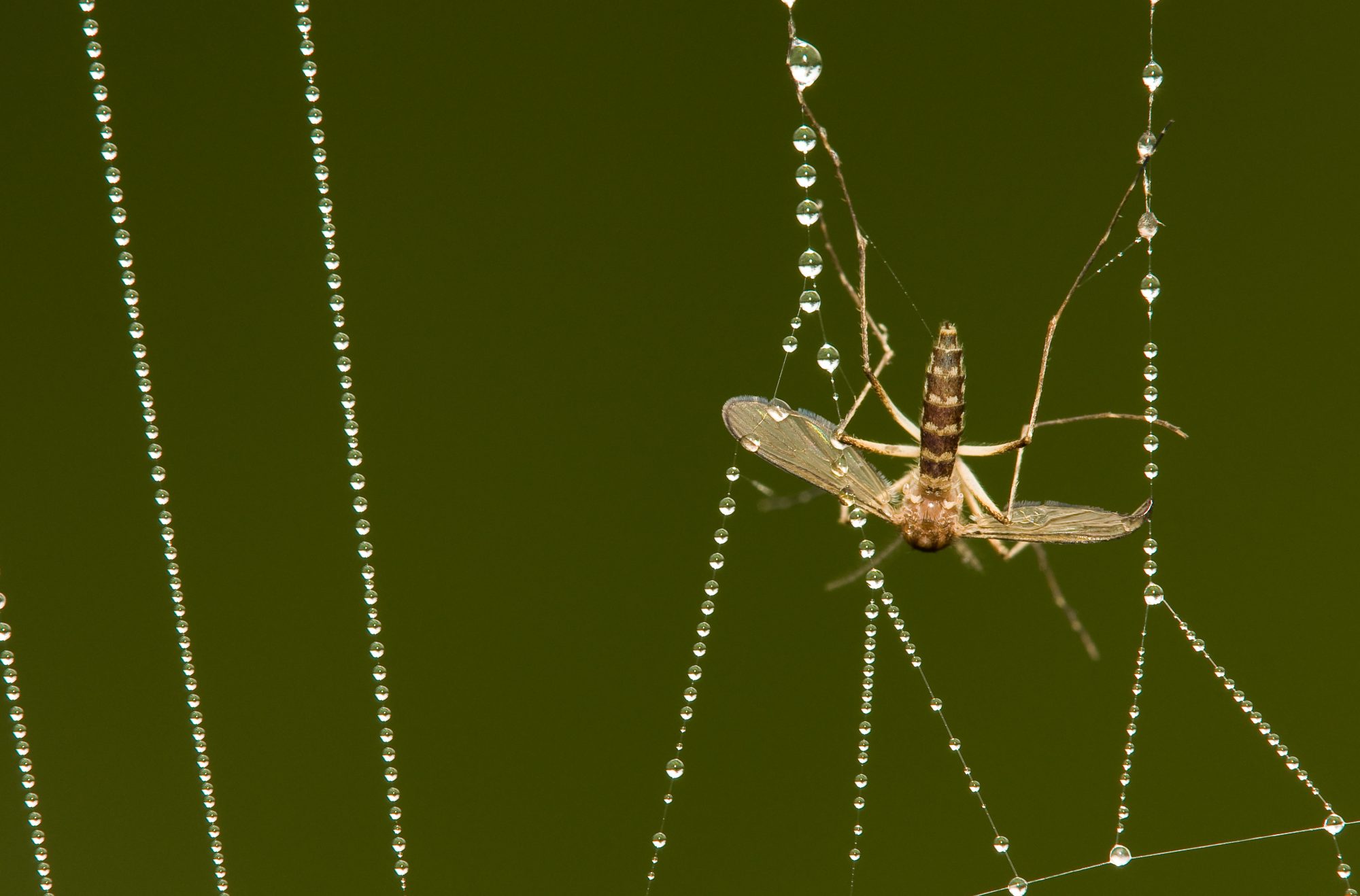 Spiders - Control of pest spiders in the garden.