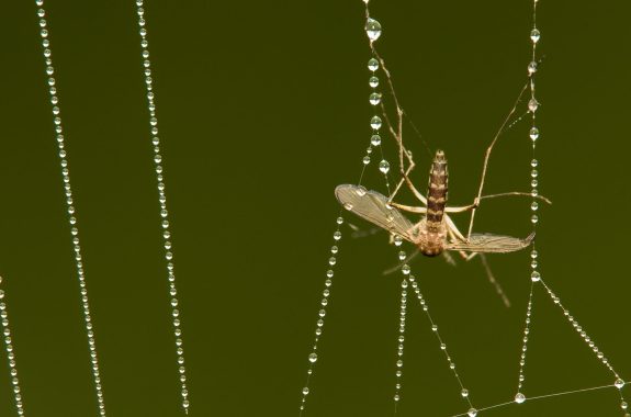 Investigating Community Food Webs: The Ecological Importance of Spiders -  Science Friday